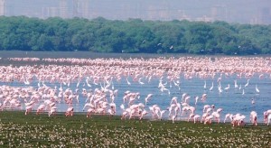 Flamingos 5 - Copy