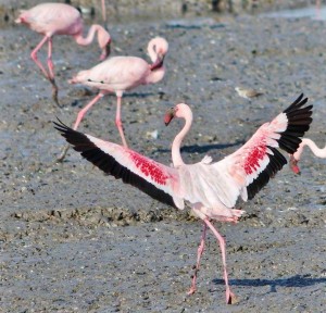 Flamingos 7