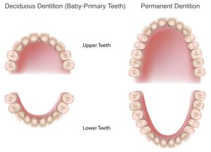 primary and permanant teeth