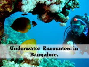 underwater encounters in bangalore1 (1)