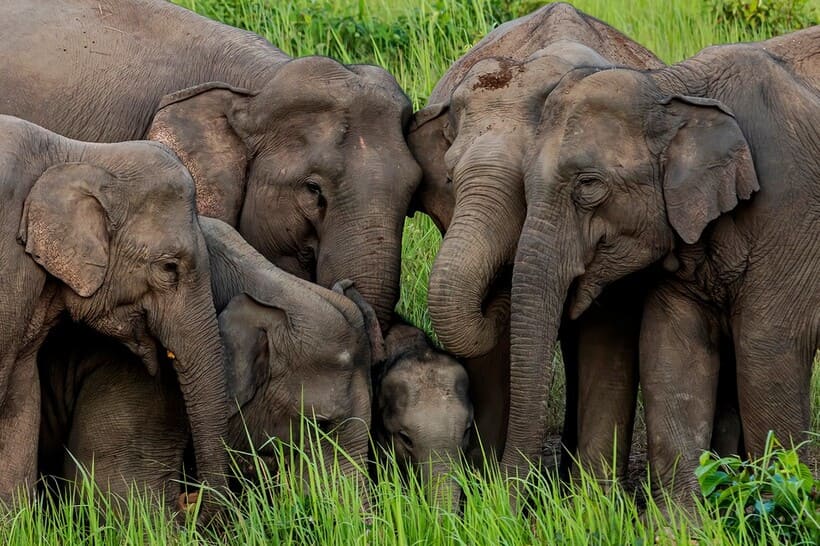 ksp-haathi-mere-saathi-books-about-elephants-bc-website